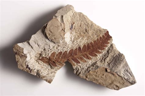 How do scientists date rocks and fossils? — Earth@Home